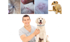 Collar natural anti pulgas y garrapatas para perros Dueño feliz con perro usando collar antipulgas, mostrando eficacia en prevenir irritaciones e infestaciones.