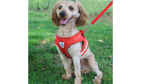 Chaleco Arnés Reflectante para Perros con Correa a juego Chaleco de arnés reflectante rojo para perros con correa a juego, ligero, tela transpirable para comodidad y ajuste seguro.