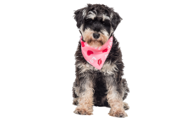 Bandana rosa para perros con texto 'LOVE', corazones rojos y besos, perfecta para San Valentín, ligera y transpirable.