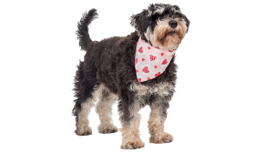 Pañuelo para perro con corazones estampados Bandana para perros con corazón impreso, diseño de cuadros rosa y blanco con corazones rojos, lavable a mano.