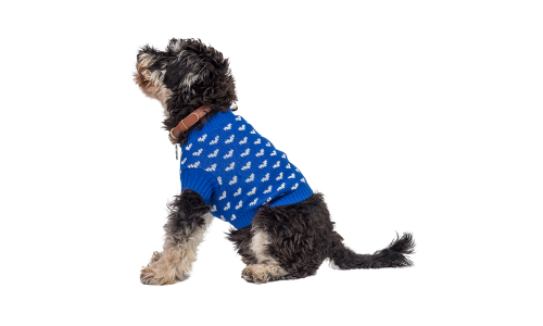 Perro con suéter azul acogedor con patrones de corazones blancos, perfecto para calor y estilo en estaciones frías.