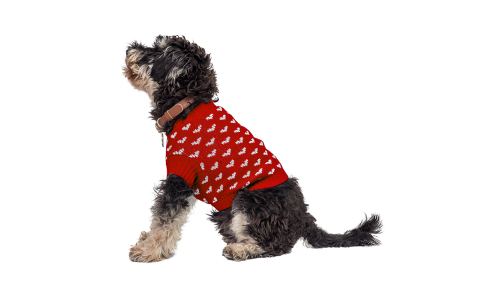 Perro con suéter rojo acogedor con patrones de corazones blancos, perfecto para calor y estilo en estaciones frías.