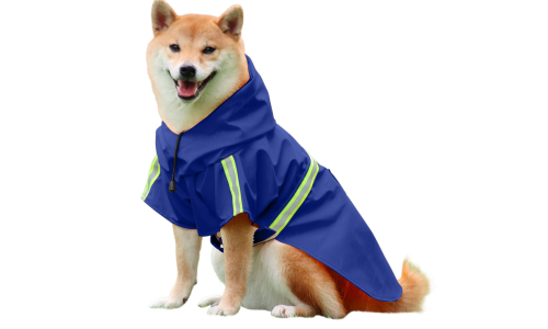 Shiba Inu con impermeable azul con tiras reflectantes, fácil de poner y quitar, ideal para paseos bajo la lluvia.