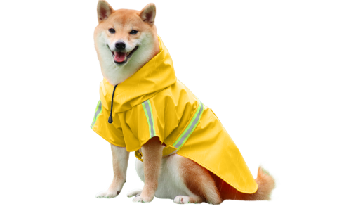 Shiba Inu con impermeable amarillo con tiras reflectantes, fácil de poner y quitar, ideal para paseos bajo la lluvia.
