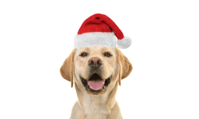 Gorro navideño de Papá Noel para Perros y Gatos
