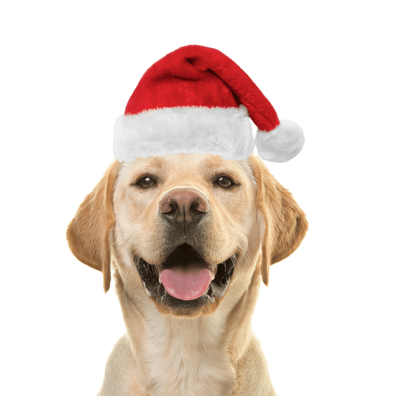Gorro navideño de Papá Noel para Perros y Gatos